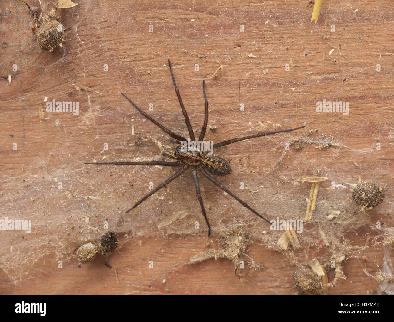 Gemeinsamen Haus Spinne (Eratigena Atrica formal Tegenaria Gigantea) Stockfoto