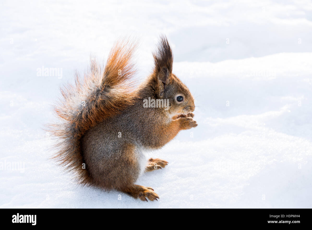 Eichhörnchen sitzend auf dem Schnee Essen Stockfoto