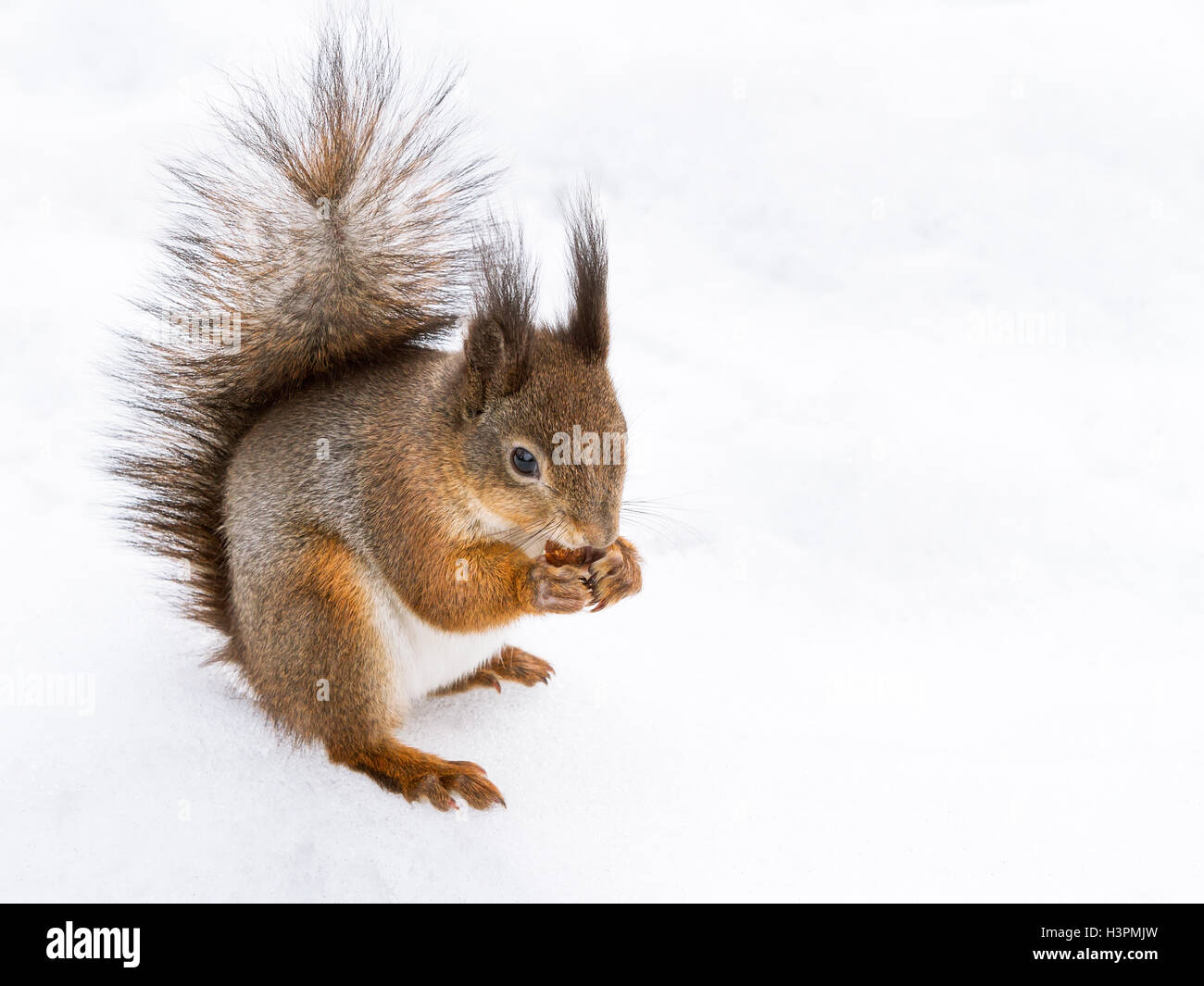 Eichhörnchen Essen Nuss auf Schnee Stockfoto