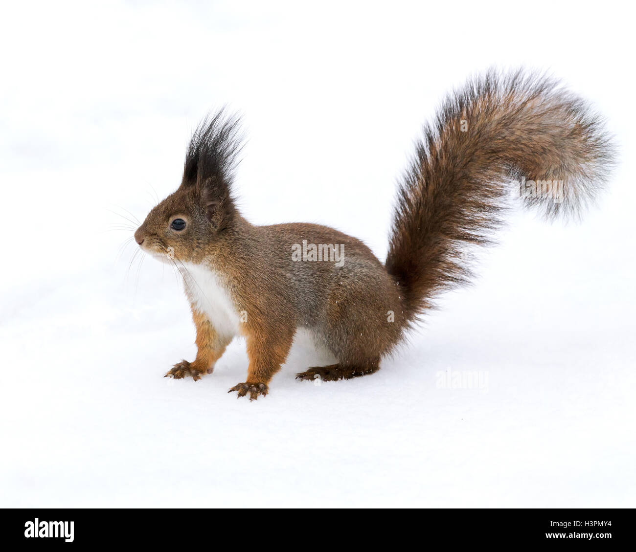 östliche rote kleine Eichhörnchen im Winter tiefen Schnee wandern Stockfoto