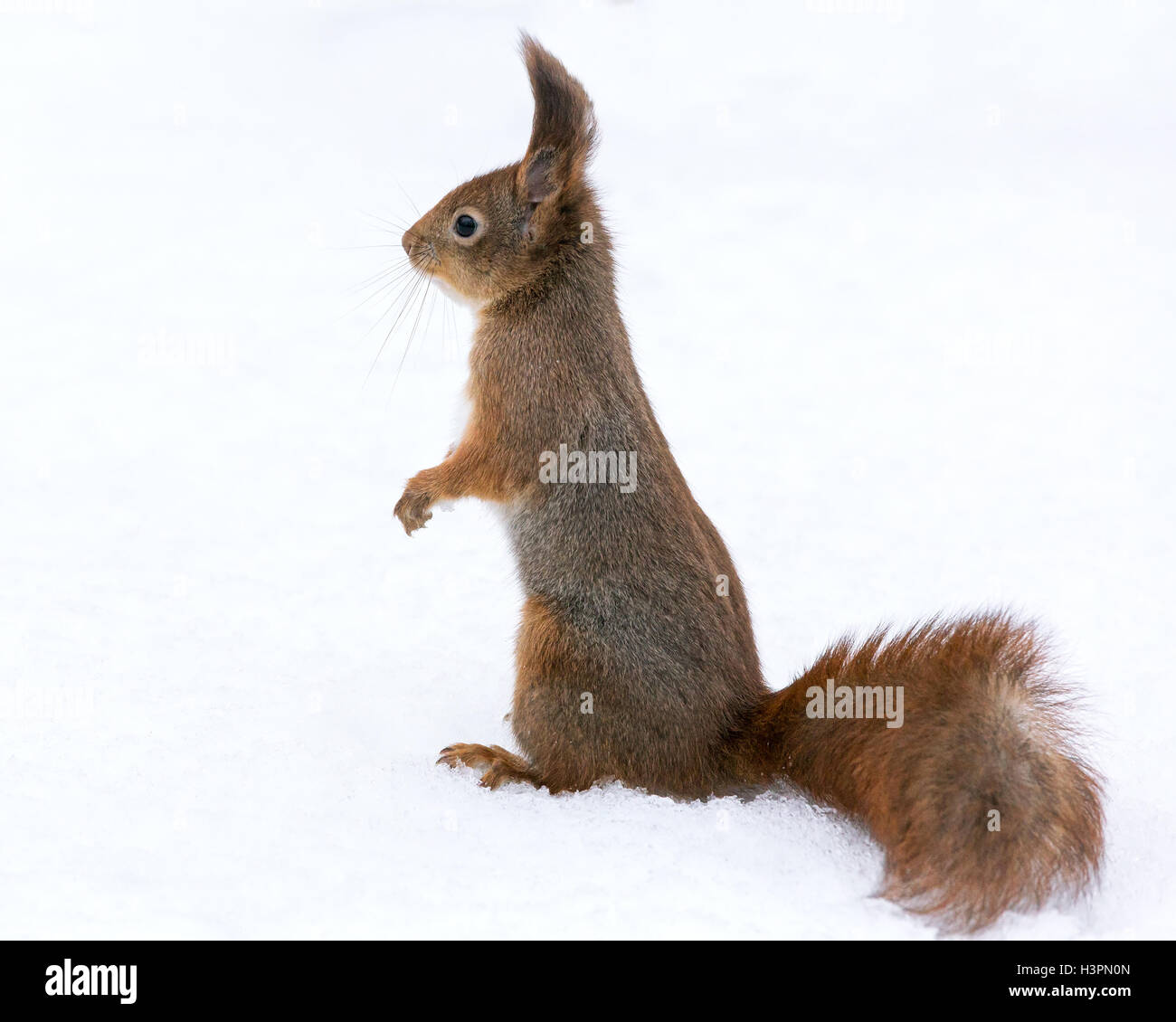 roten flauschigen Eichhörnchen stehend auf dem Schnee im Winter park Stockfoto