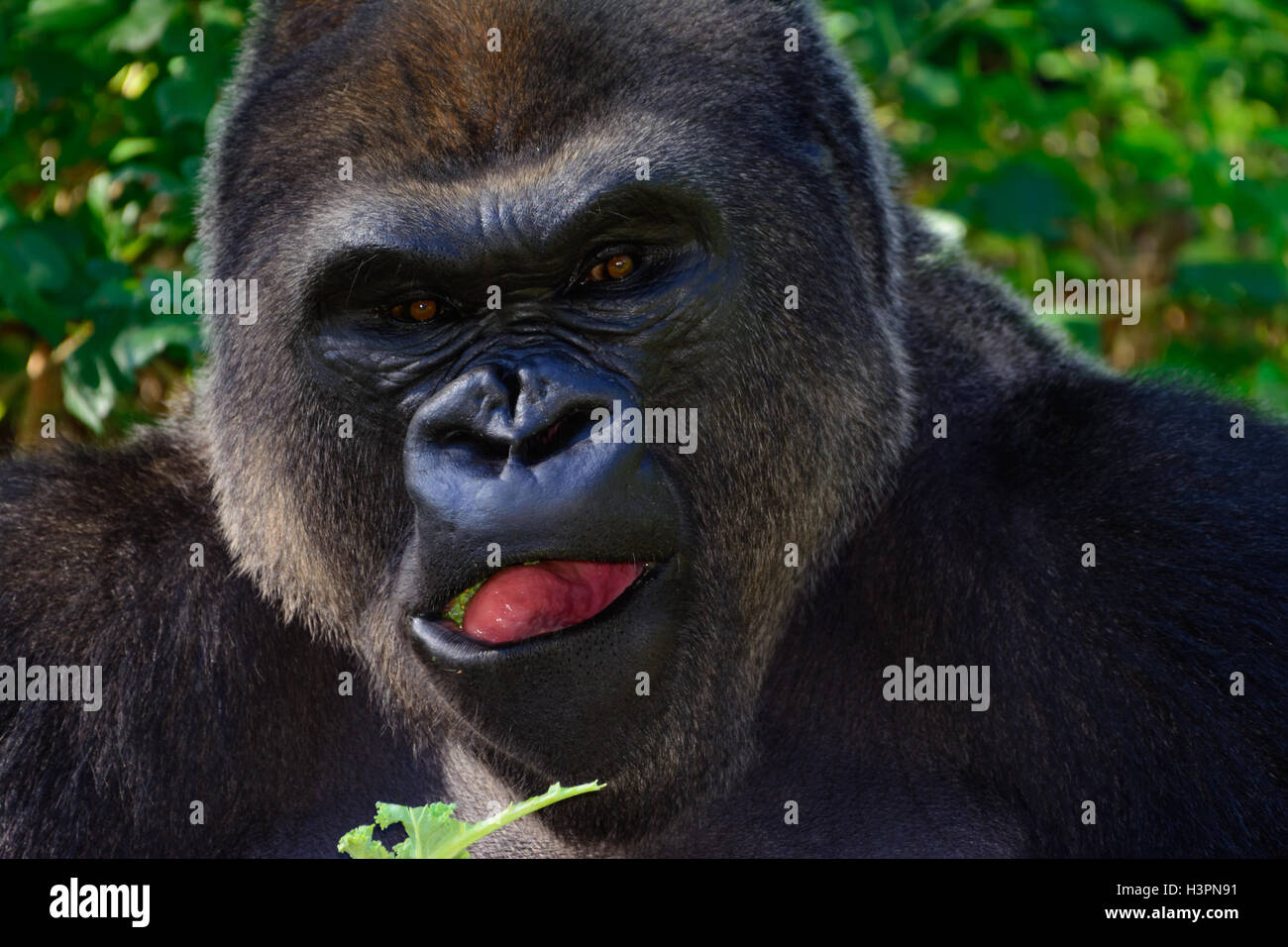 Männlichen Silberrücken westlichen Flachlandgorilla essen Salat Nahaufnahme Stockfoto