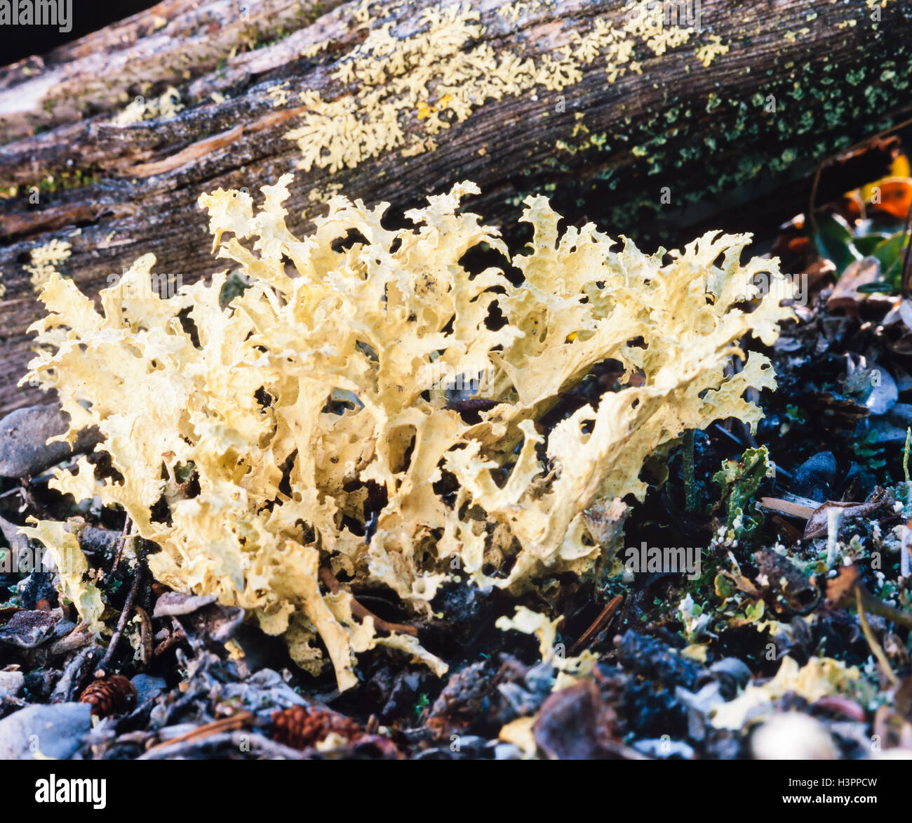 Flavocetraria Cucullata Flechten borealen Wald Stockfoto