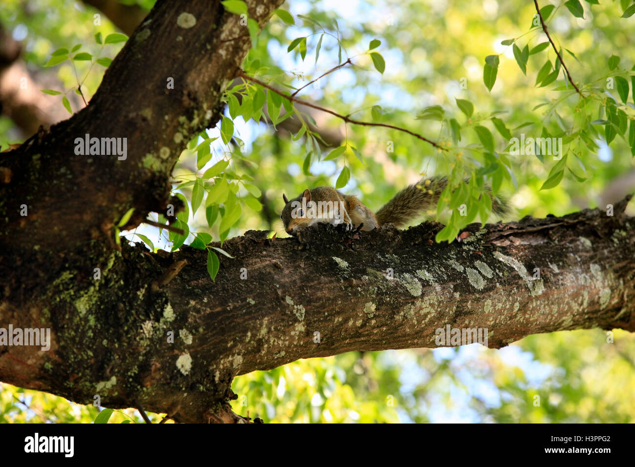 Eichhörnchen Stockfoto