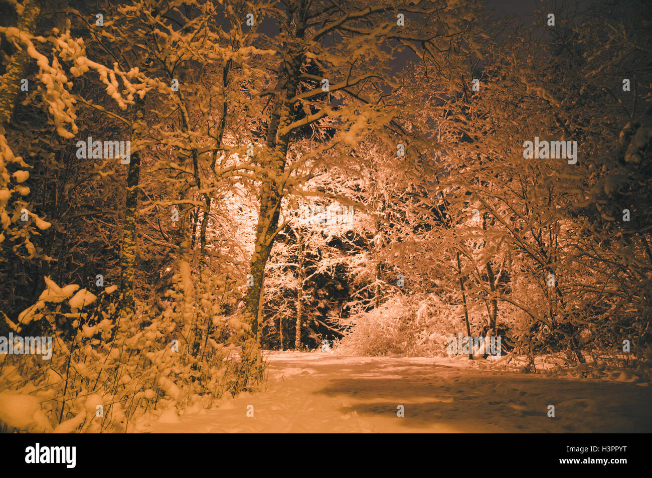 Winterzeit Wald nach verschneiten, Laterne beleuchten Nacht Schuss Stockfoto
