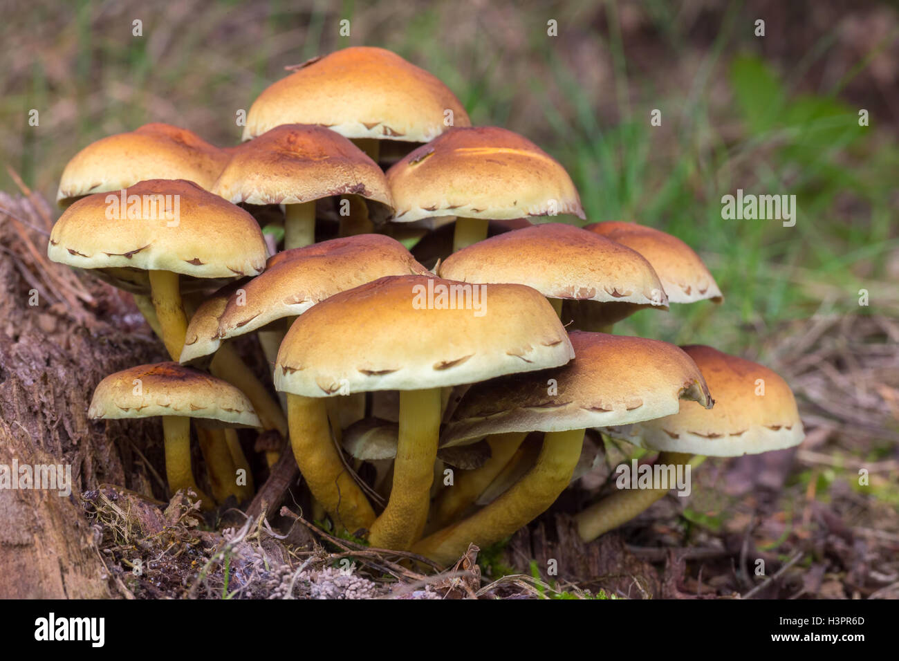 Gruppieren Sie braune Pilze im Herbst Wald Stockfoto