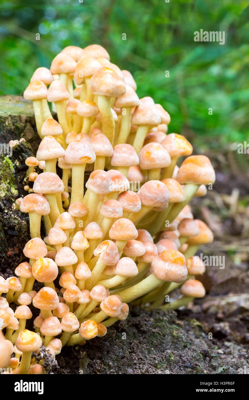 Gruppe orange gelbe Pilze im Herbst Wald Stockfoto