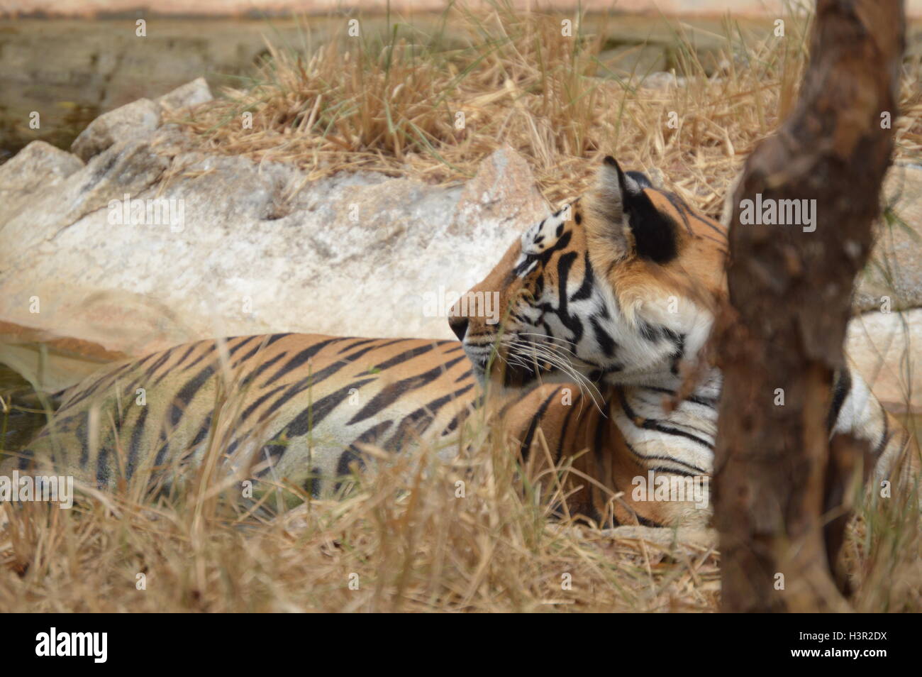 Eine schöne asiatische Tiger an Biodiversität Park in Bangalore, Karnataka, Indien Stockfoto