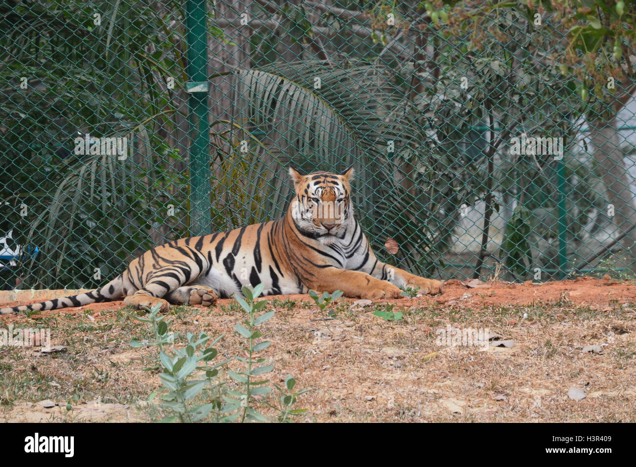 Eine schöne asiatische Tiger an Biodiversität Park in Bangalore, Karnataka, Indien Stockfoto