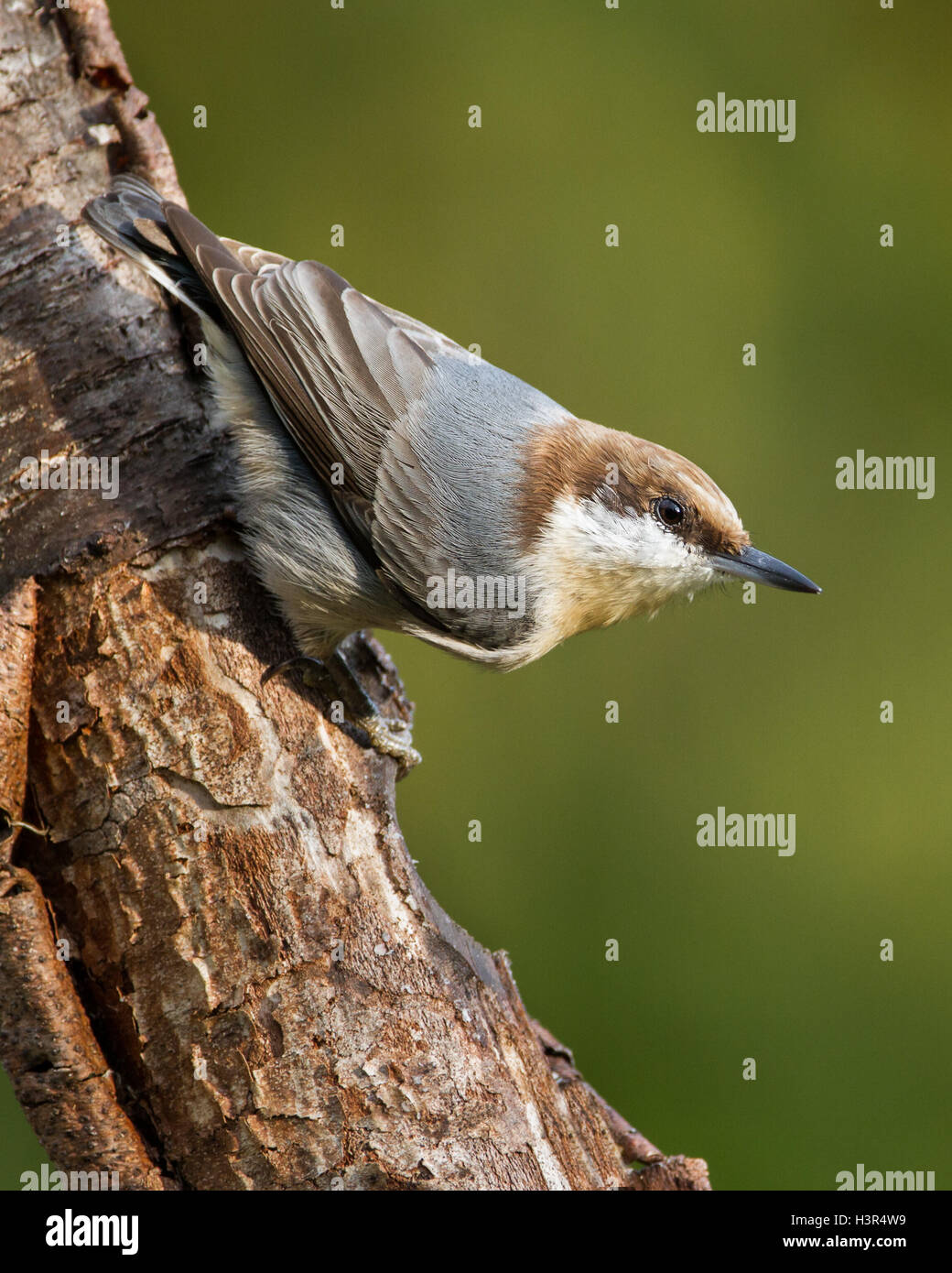 Ein unter der Leitung von Braun Kleiber Pause auf einem Baumstamm. Stockfoto