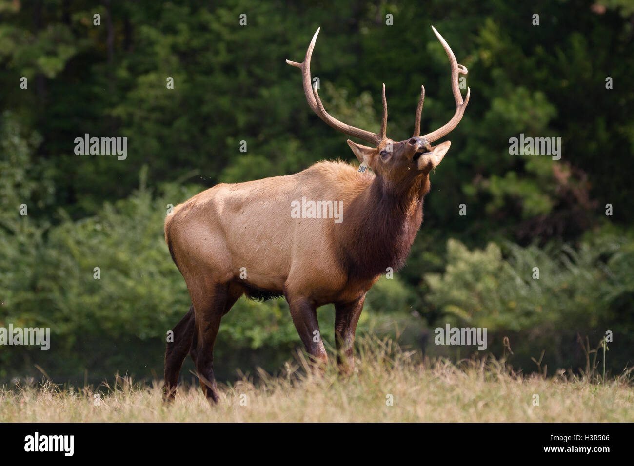 Rocky Mountain Elk bugling Stockfoto