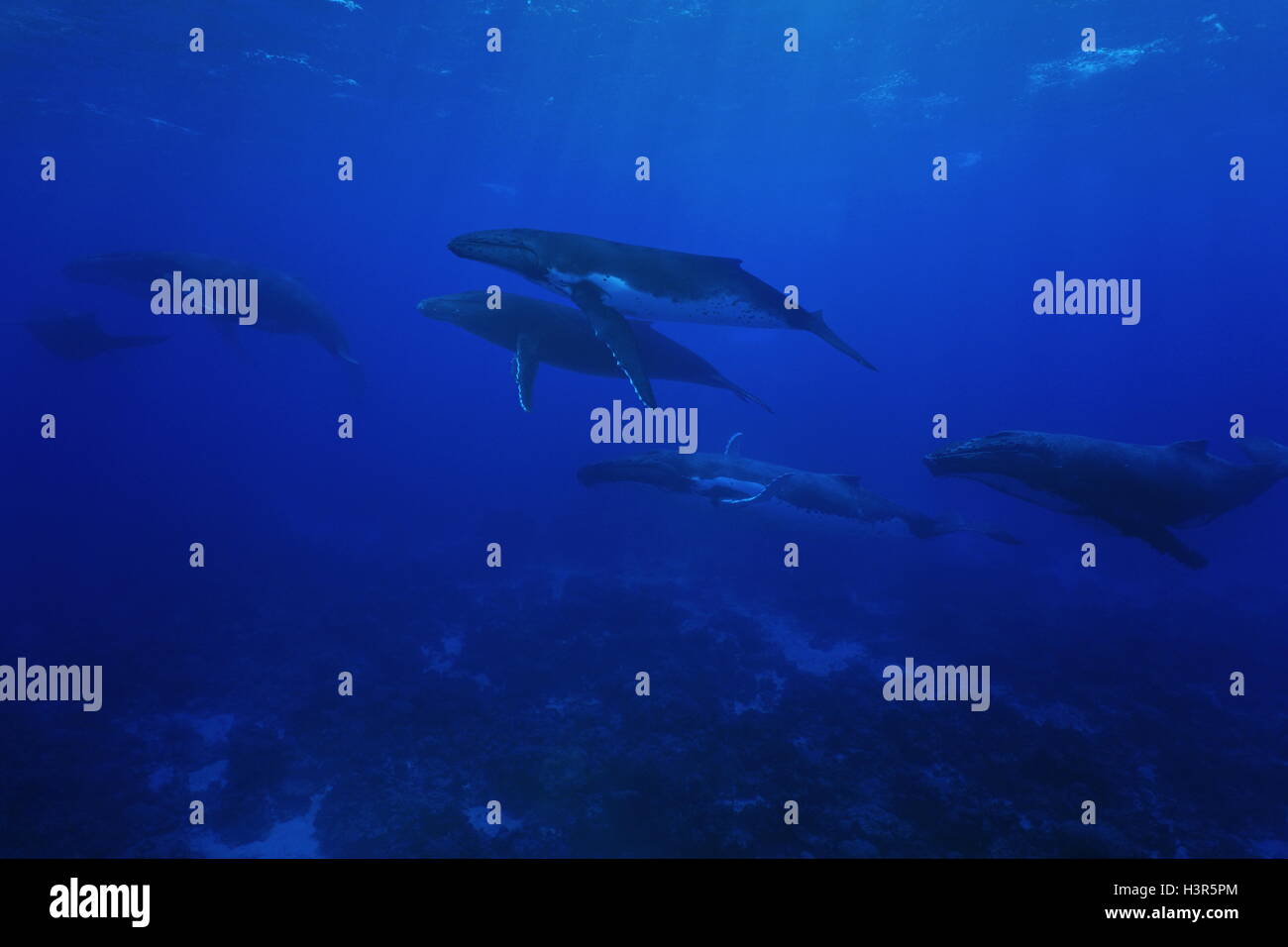 Gruppe von Buckelwalen, Impressionen Novaeangliae Unterwasser in den Pazifischen Ozean, Insel Rurutu, Austral Französisch-Polynesien Stockfoto