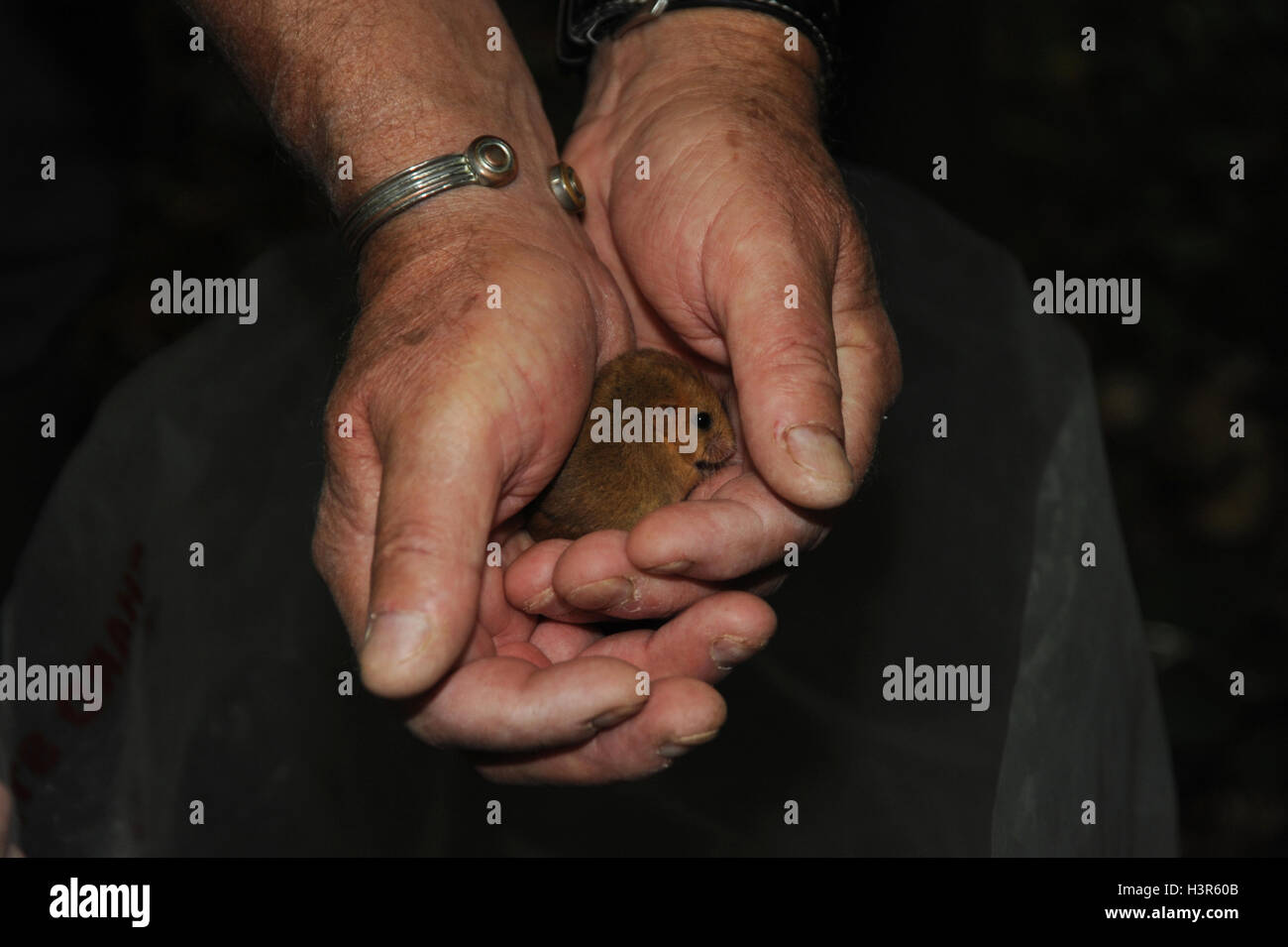 Siebenschläfer Besitz-Handler für Siebenschläfer-monitoring-Programm lizenziert Stockfoto