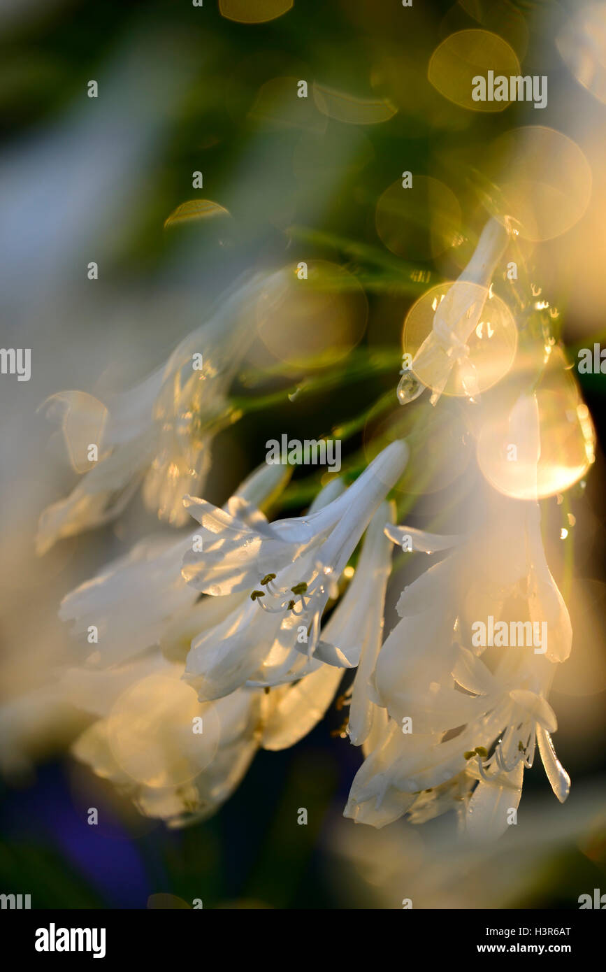 weiße Agapanthus Blüten Hintergrundbeleuchtung Hintergrundbeleuchtung sunset Glow leuchtende Blume Blumen Blüte mehrjährige RM Floral Stockfoto