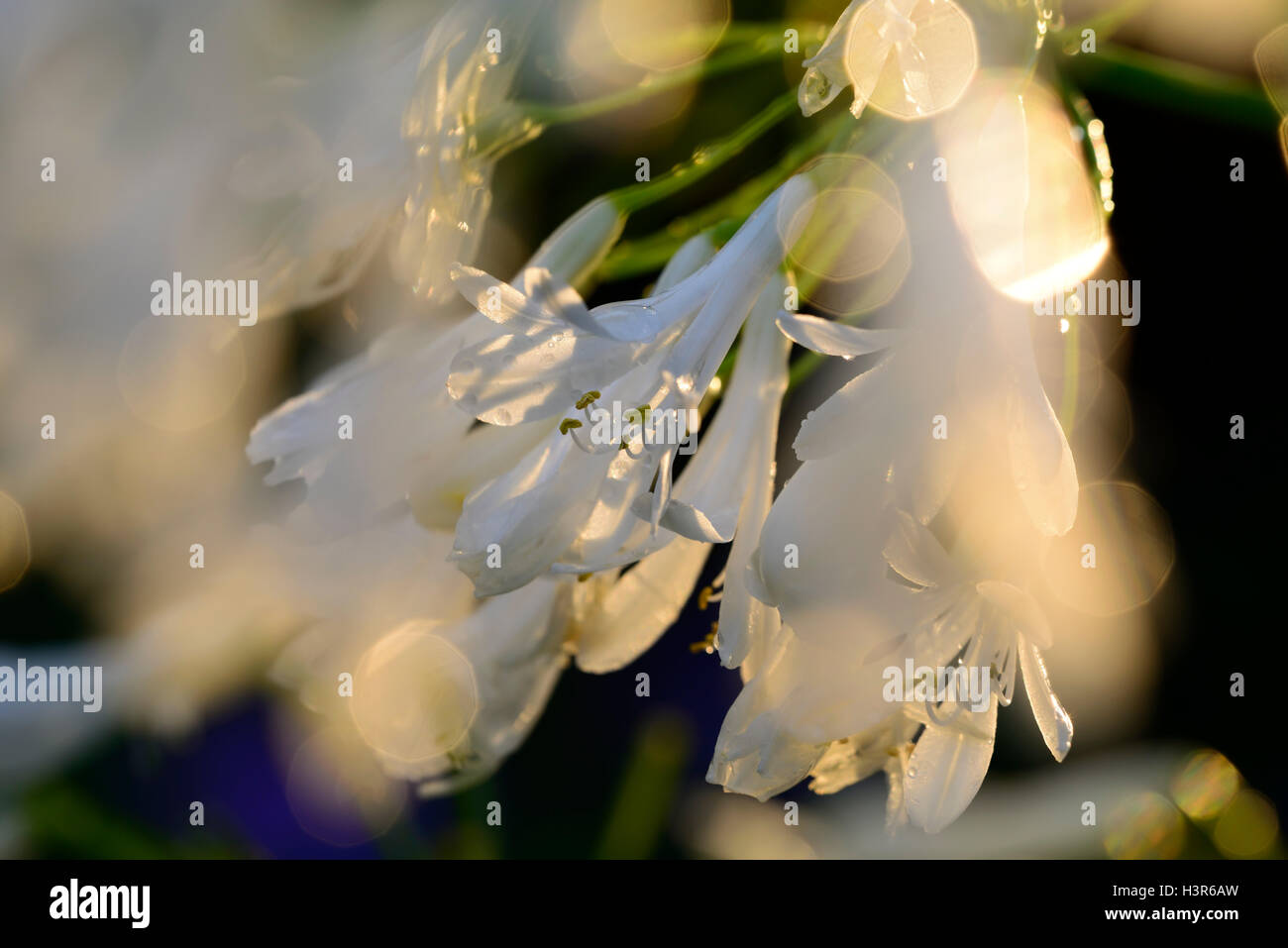 weiße Agapanthus Blüten Hintergrundbeleuchtung Hintergrundbeleuchtung sunset Glow leuchtende Blume Blumen Blüte mehrjährige RM Floral Stockfoto