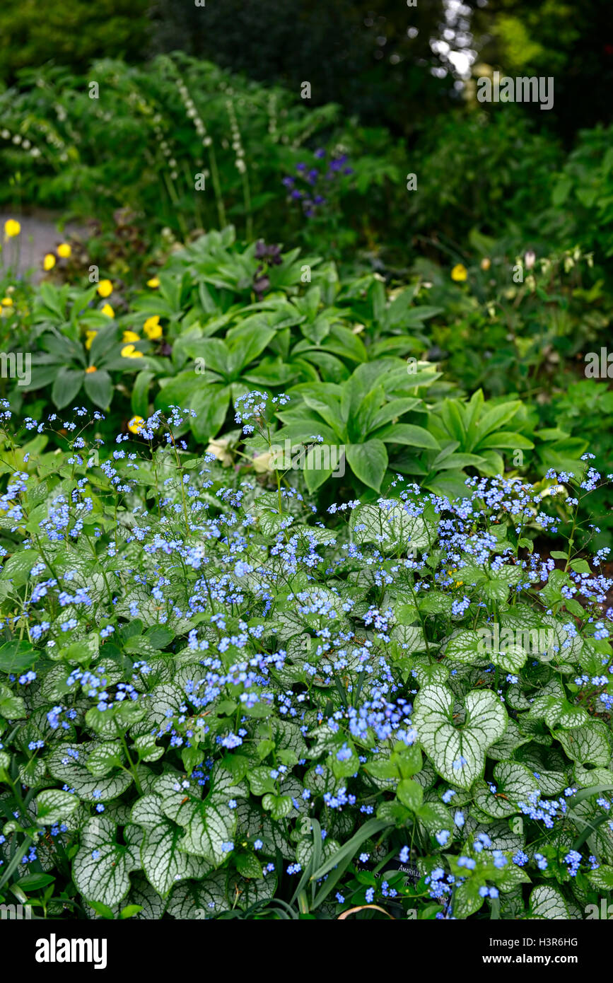 Brunnera Macrophylla Jack Frost sibirischen Bugloss Syn Myosotis Macrophylla bunte Laub Blätter Blau Blumen Floral RM Stockfoto