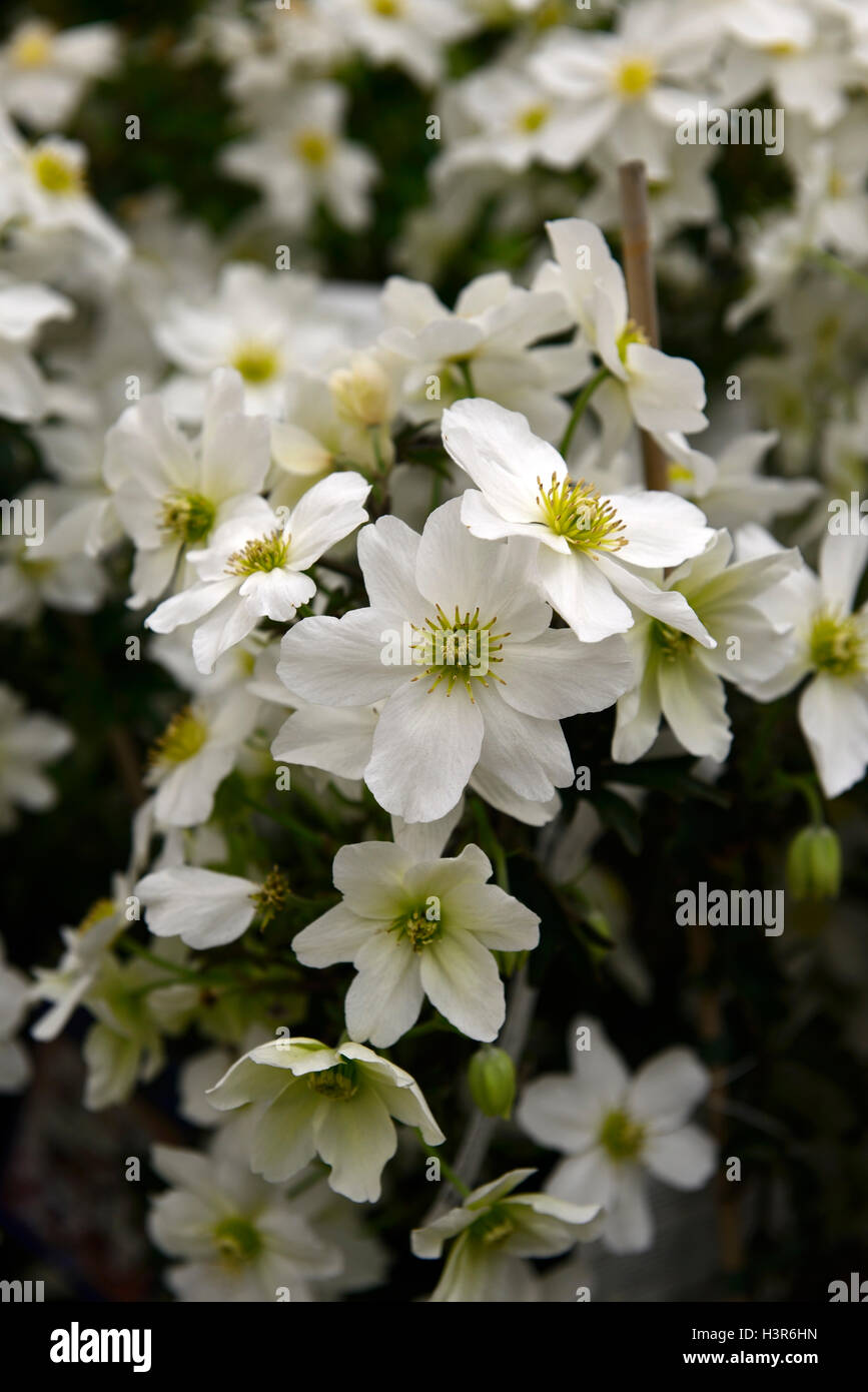 Clematis X cartmanii Lawine weiße Blumen Blume Blüte immergrüner Kletterer Bergsteiger Kletterpflanze RM Floral Stockfoto