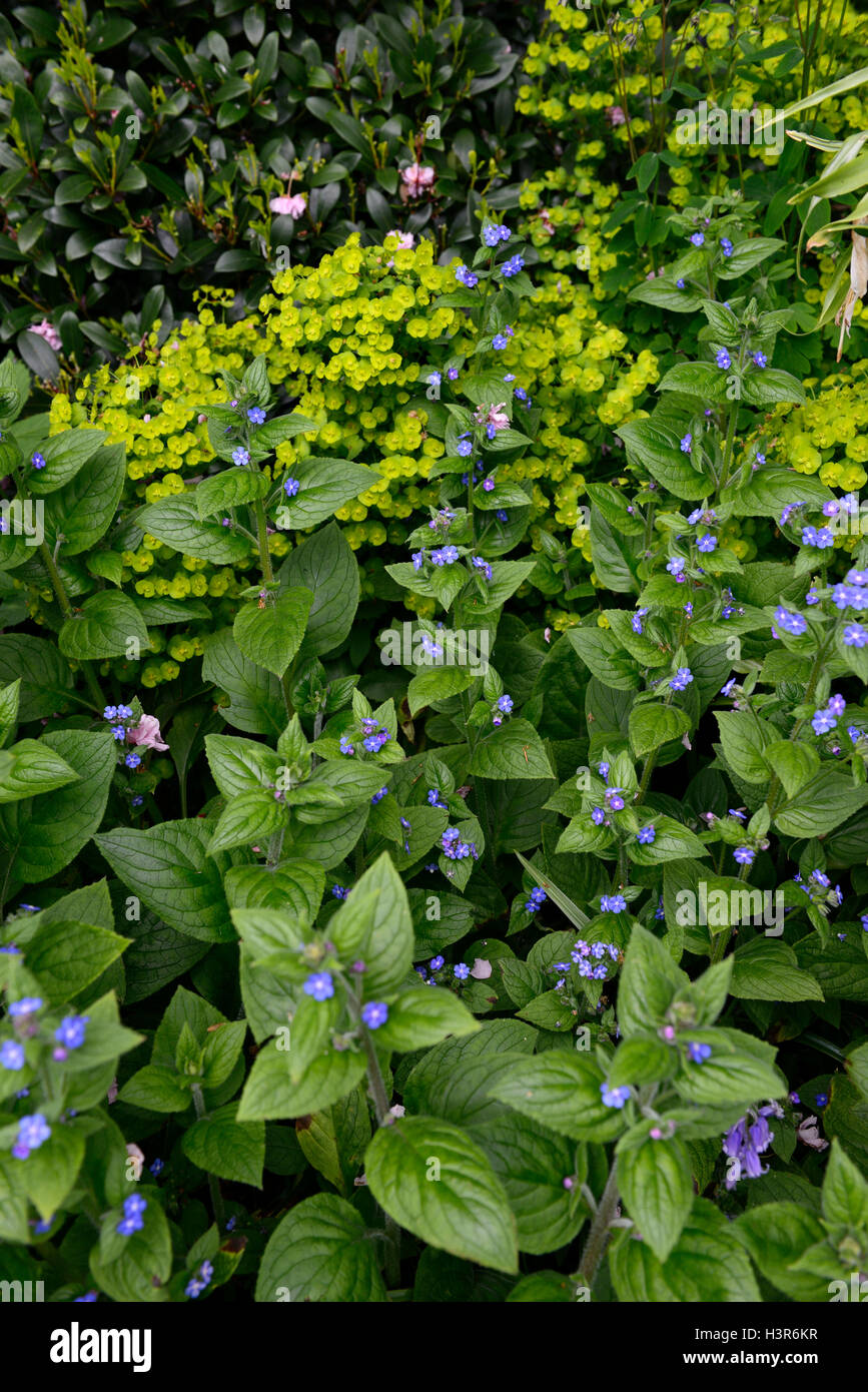Vergiss mich nicht Myosotis Sylvatica Euphorbia grün blau Fowers Blüte Frühling RM Floral Stockfoto