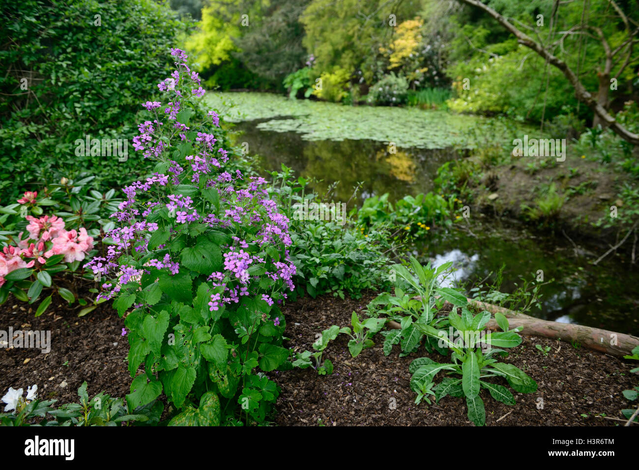 Hesperis Matronalis Dame der Rakete Damast violette Dame Gilliflower Frühjahr blühende Altamont Gärten Carlow RM Floral Stockfoto