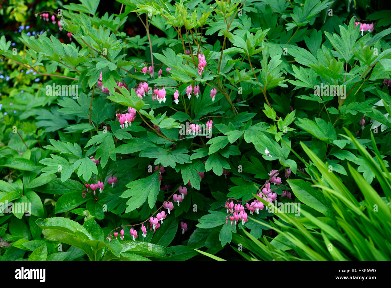 Lamprocapnos Dicentra Spectabilis grüne Laub Blätter Blattfeder Blüte Schatten Wald Herz Form geprägt Blumen Stockfoto