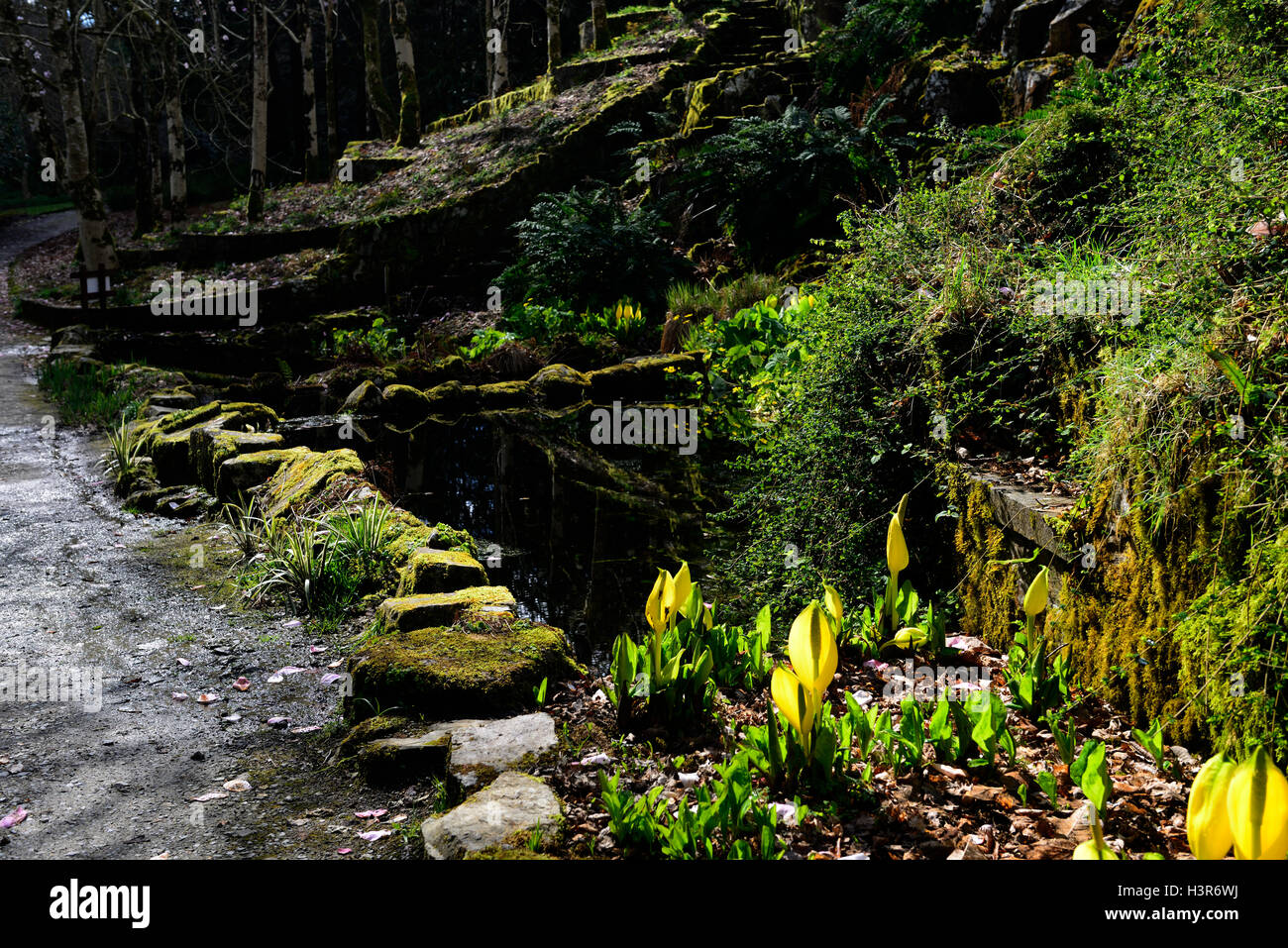 Lysichiton Americanus, gelb, skunk, Kohl, Blumen, Blüte, Frühling, Stauden, Moor, Wasser, Wasserpflanzen, Mount Congreve Gardens, floral, RM Stockfoto