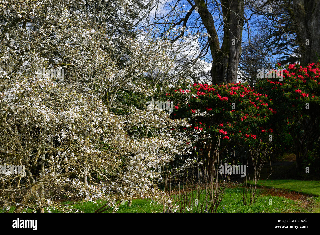 Magnolie, Rhododendron, weiß, rot, Blume, Blumen, Blüte, Frühling, Mount Congreve Gardens, Waterford, Baum, Bäume, RM Floral, Stockfoto