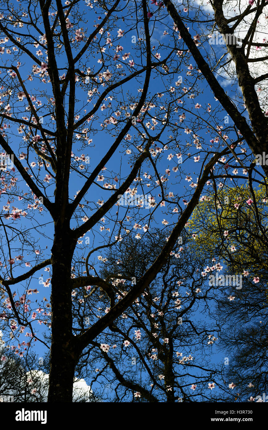 Magnolia Campbellii rosa Blumen Blüte Bäume Baum Vordach Vordächer Mount Congreve Gardens Waterford Irland RM Floral Stockfoto