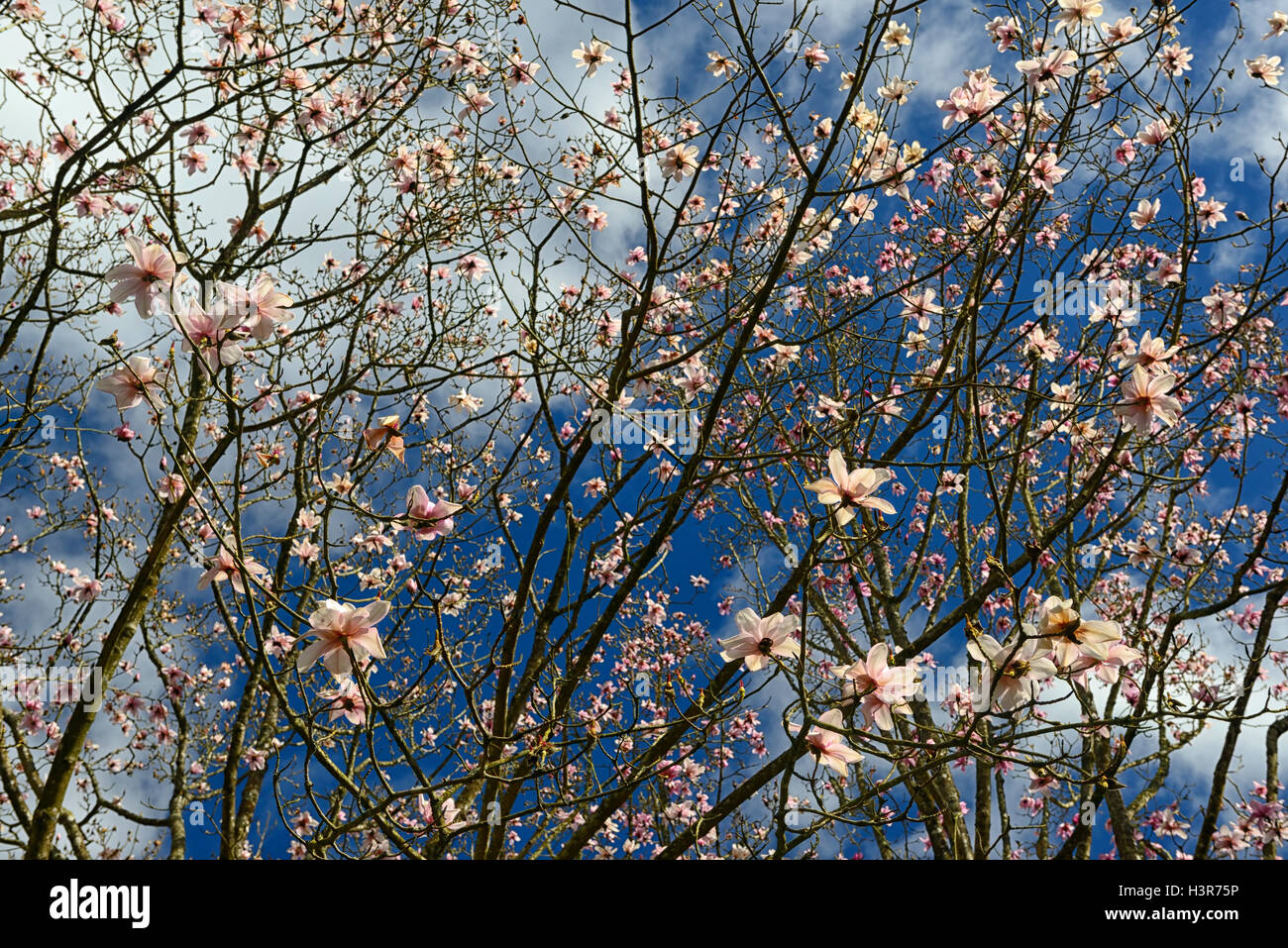 Magnolia Campbellii rosa Blumen Blüte Bäume Baum Vordach Vordächer Mount Congreve Gardens Waterford Irland RM Floral Stockfoto