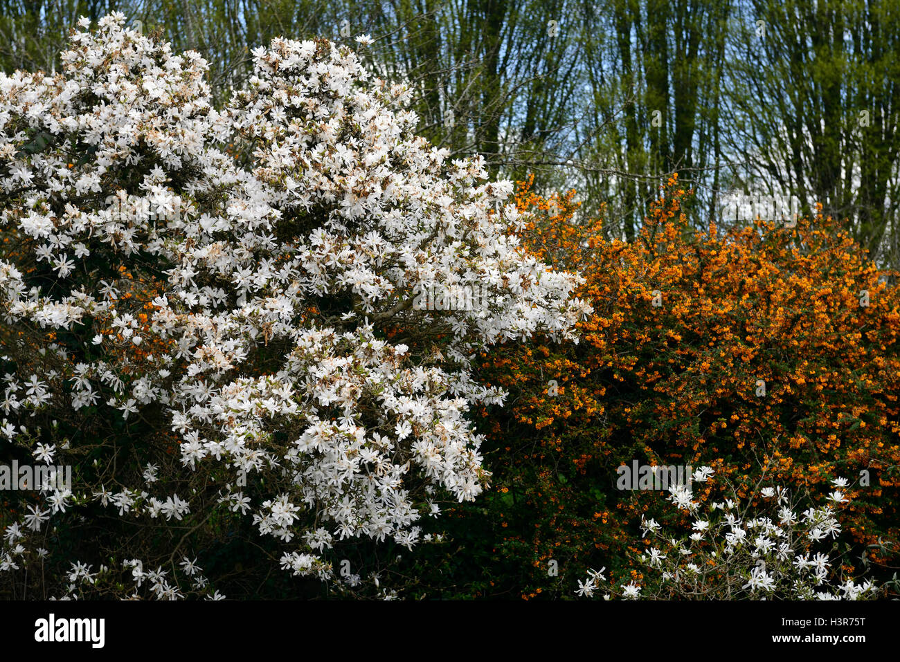 Magnolia Stellata, Rhododendron, weiß, Orange, Blume, Blumen, Blüte, Frühling, Mount Congreve Gardens, Waterford, Baum, Bäume, RM Floral, Stockfoto