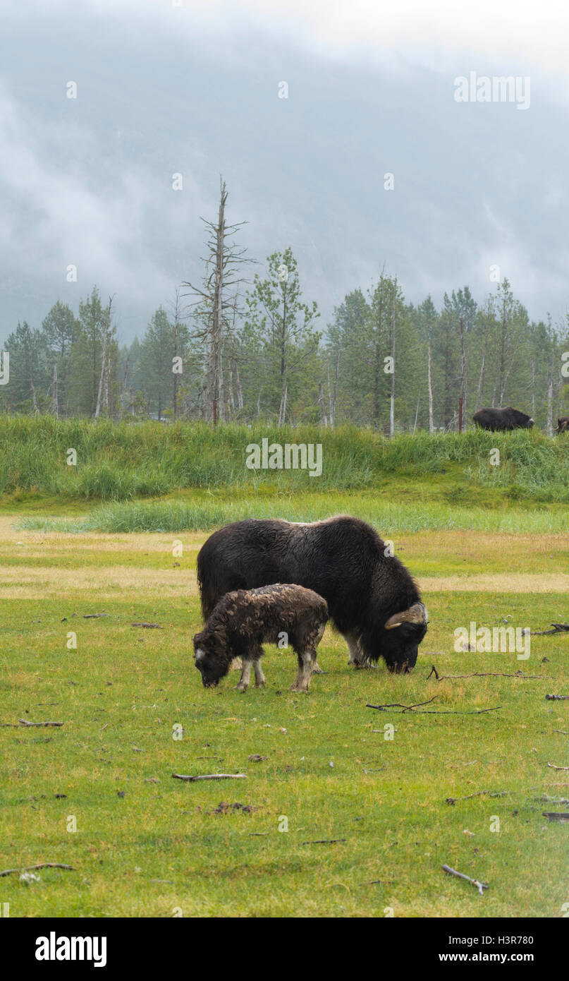 Eine Moschusochsen und Kalb grasen auf dem Rasen an der Alaska Wildlife Conservation Center in der Nähe von Girdwood, Alaska. Stockfoto