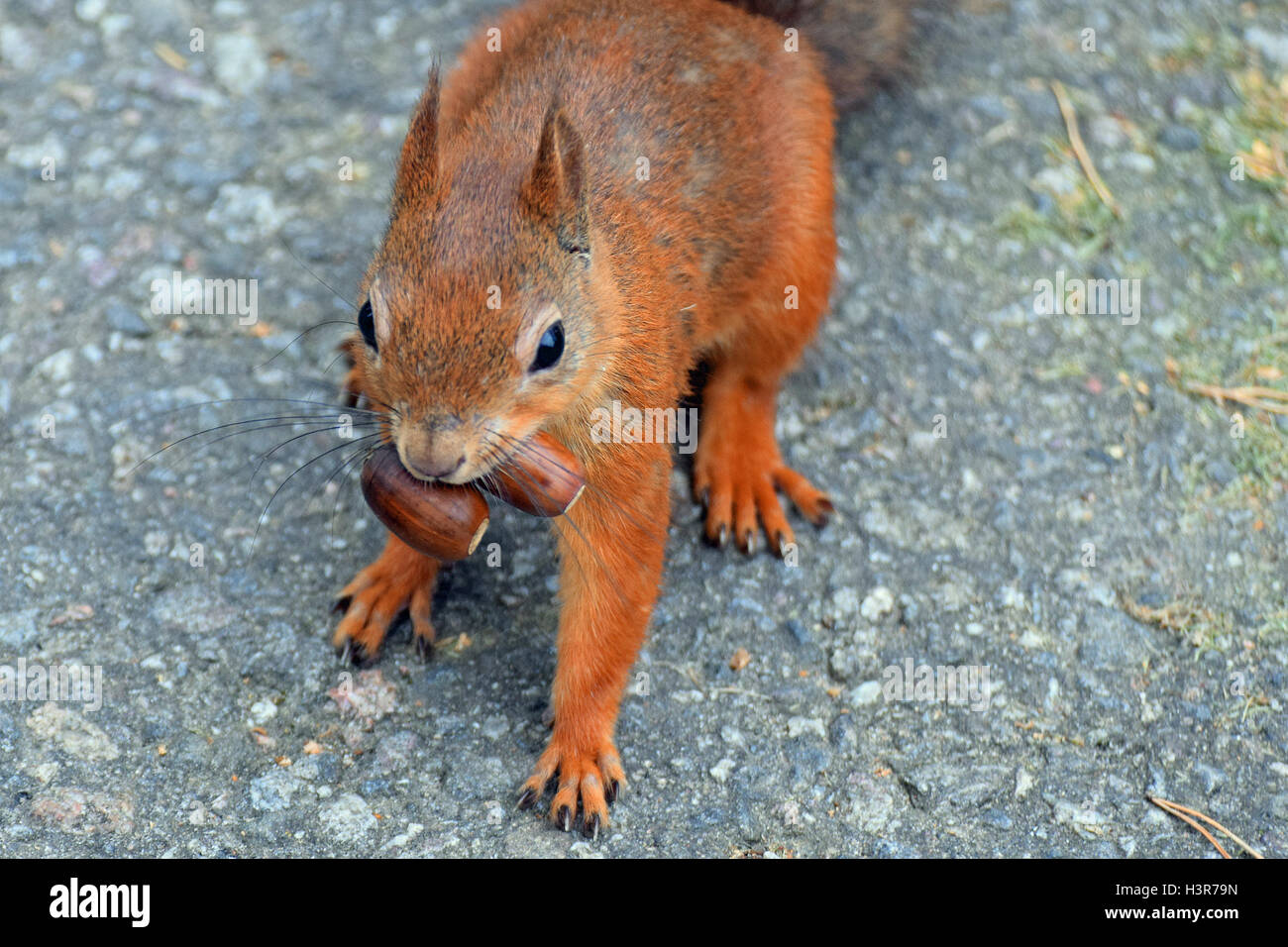 Gierige Eichhörnchen mit zwei Eicheln in den Mund. Stockfoto