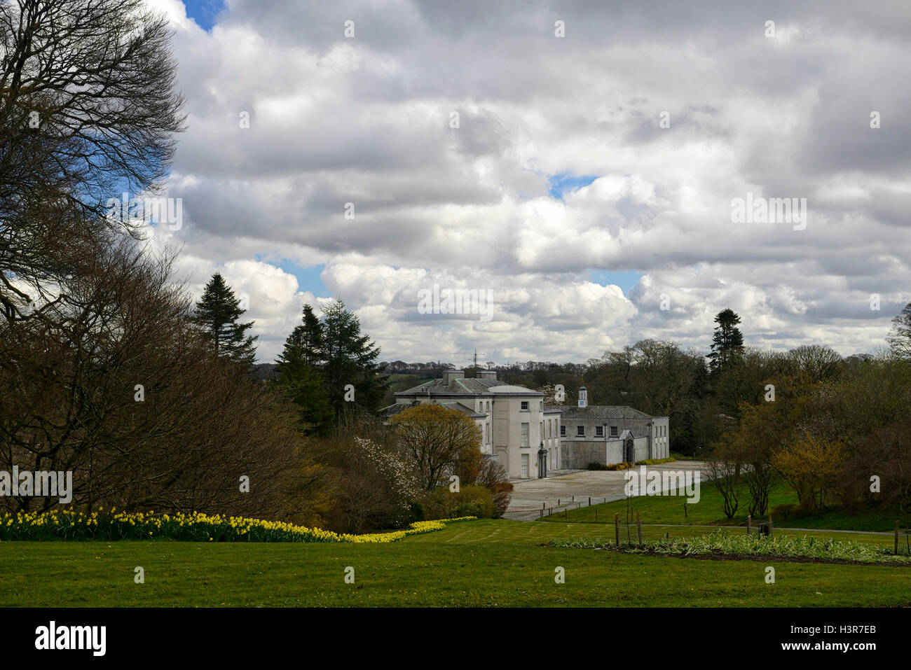 Frühling Display Narzissen Magnolie Bäume Blume Blumen Blüte Mount Congreve Gardens Waterford Irland RM Floral Stockfoto