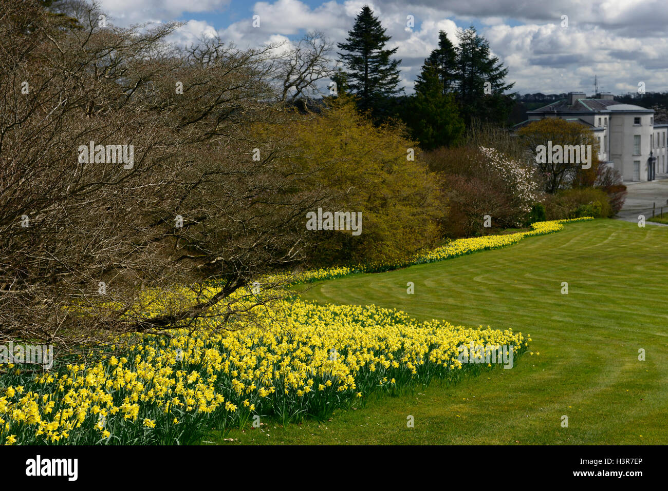 Frühling Display Narzissen Magnolie Bäume Blume Blumen Blüte Mount Congreve Gardens Waterford Irland RM Floral Stockfoto