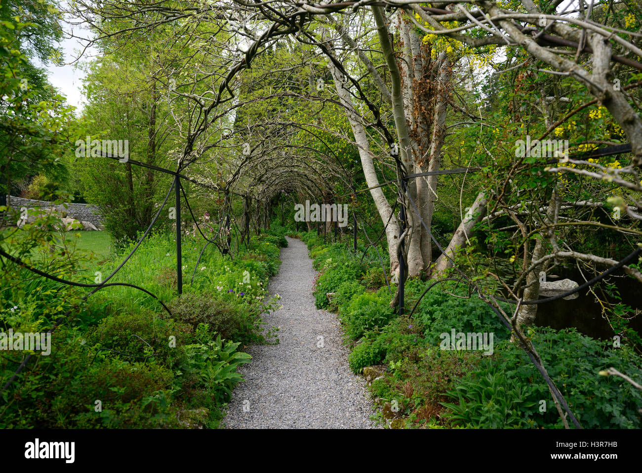 Draht-Rahmen Pergola Tunnel Frühjahr Glyzinien Rahmen neues Wachstum Altamont Gärten Carlow RM Floral Stockfoto