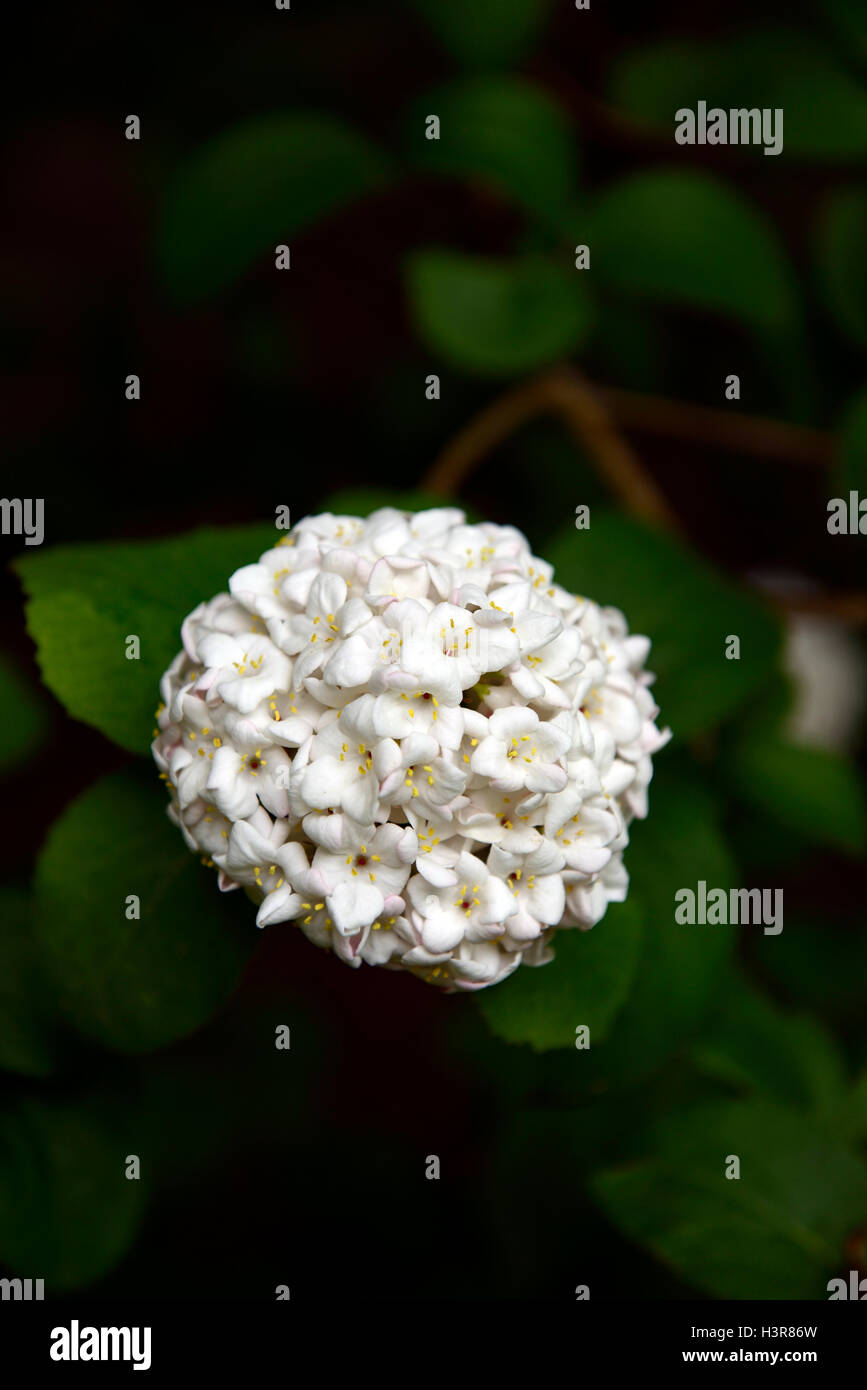 Viburnum carlesii aurora -Fotos und -Bildmaterial in hoher Auflösung