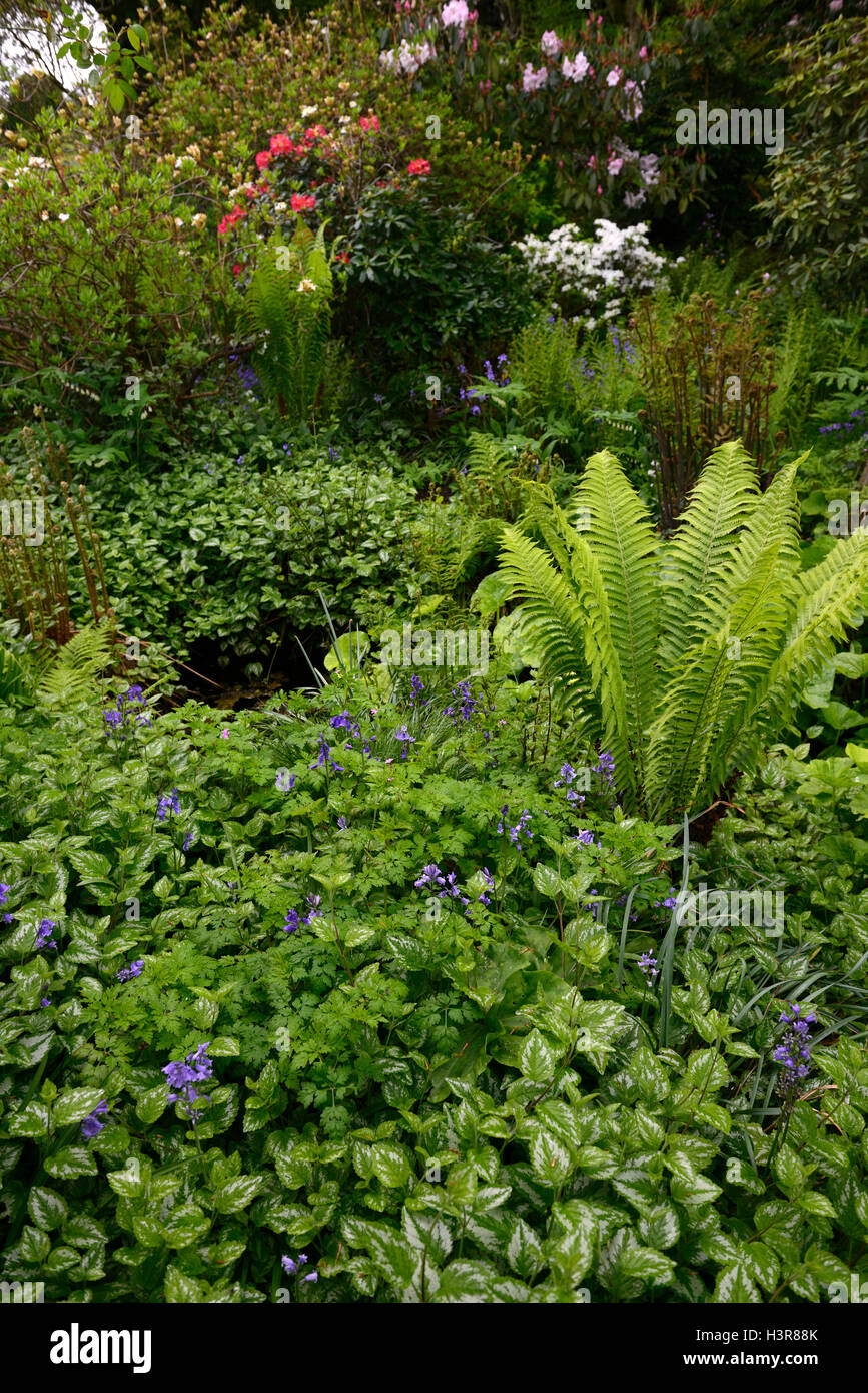 Wald-Garten-Mix gemischt angezeigt Matteuccia Struthiopteris Holz Schatten schattige Garten Gartenarbeit RM Floral Stockfoto
