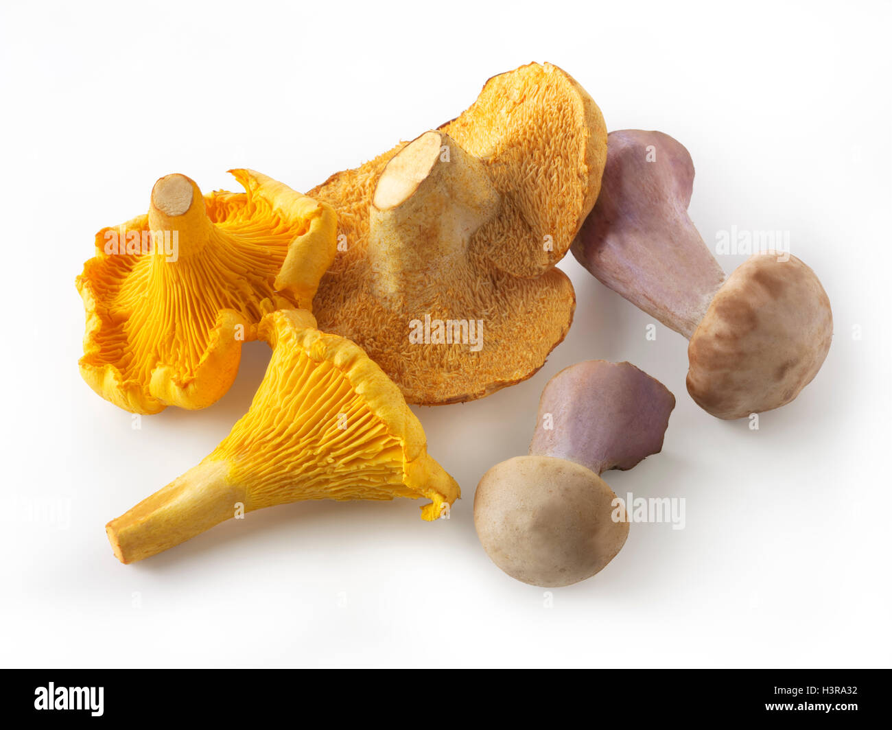 Frisch gepflückt Wiild Pfifferlinge oder Girolle (Eierschwämmen Cibarius), Pied de Mouton Pilze (Hydnum Repandum) oder Igel mushr Stockfoto