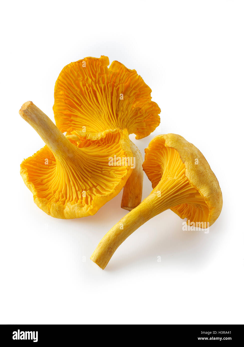 Frisch gepflückt, wilde Bio Pfifferlinge oder Girolle Pilze (Eierschwämmen Cibarius) Stockfoto