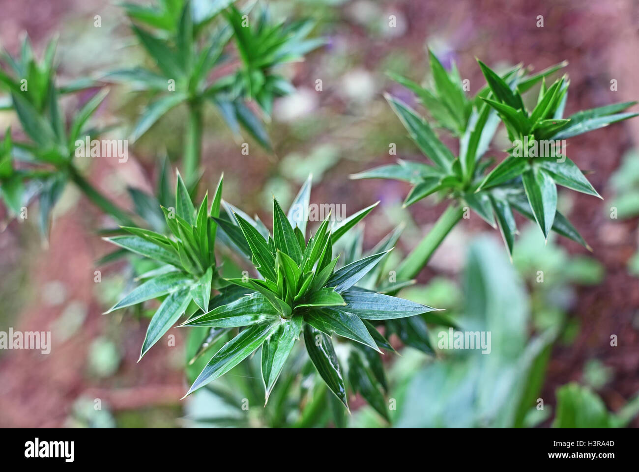 Langer Koriander oder mexikanischer Koriander hat stärkeres Aroma und Geschmack ähnlich wie frische Korianderblätter. Es ist Familie Apiaceae. Stockfoto