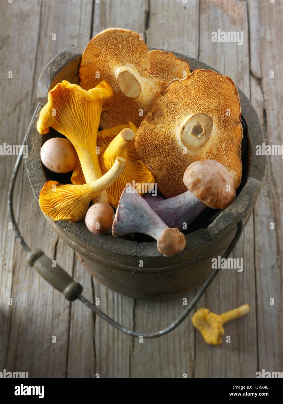 Frisch gepflückt Wiild Pfifferlinge oder Girolle (Eierschwämmen Cibarius), Pied de Mouton Pilze (Hydnum Repandum) oder Igel mushr Stockfoto