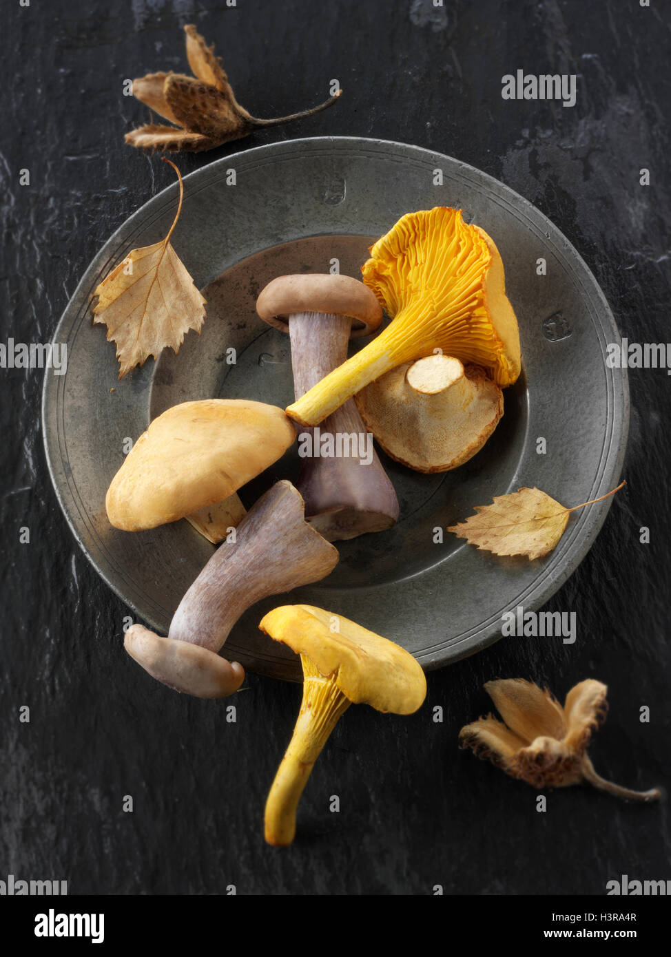 Frisch gepflückt Wiild Pfifferlinge oder Girolle (Eierschwämmen Cibarius), Pied de Mouton Pilze (Hydnum Repandum) oder Igel mushr Stockfoto