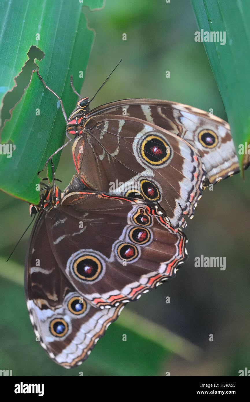 Paarung Granada Morpho Schmetterlinge Stockfoto