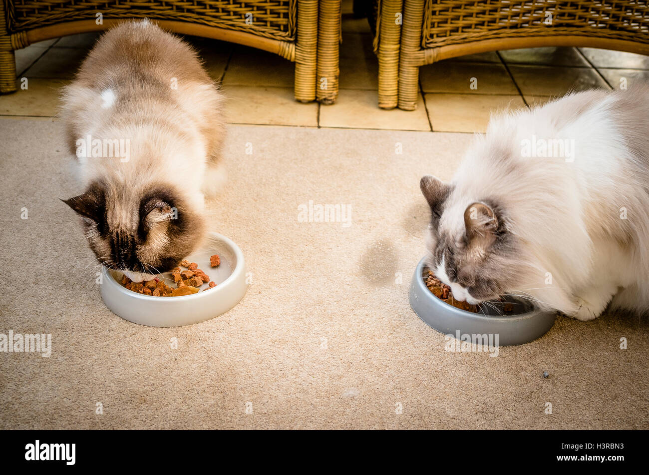 Zwei Ragdollkatzen Essen Frühstück zusammen drinnen Stockfoto
