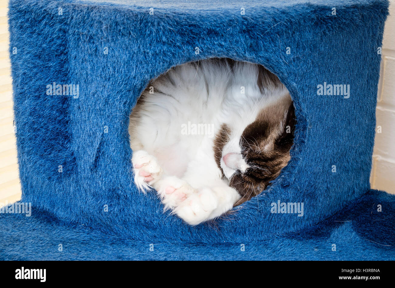 Ragdpll Katze schläft in einem Haustier-Höhle auf eine Kletter wegretuschiert drinnen Stockfoto