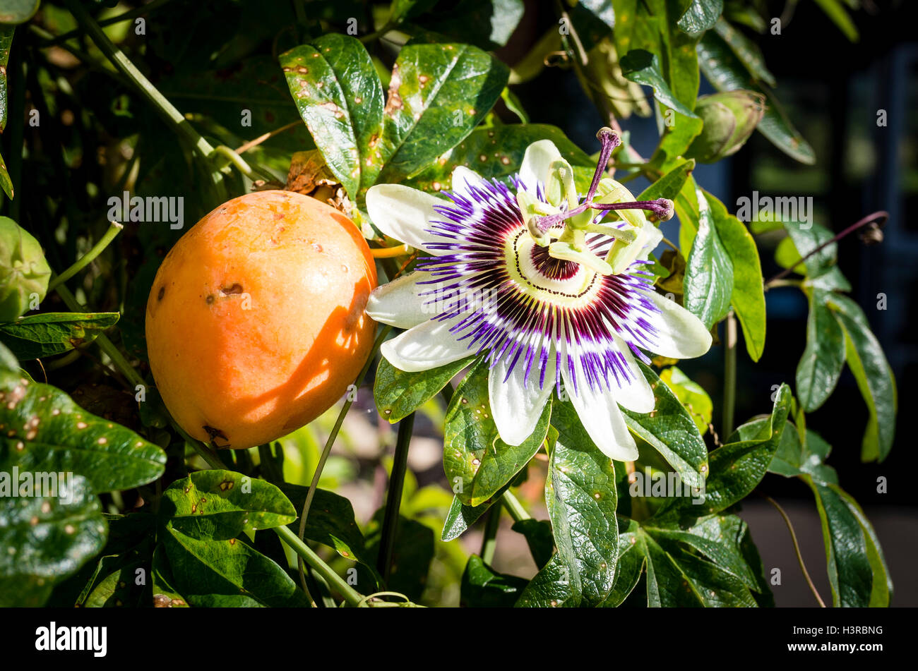 Passionsfrucht und Blume auf eine Kletterpflanze Stockfoto