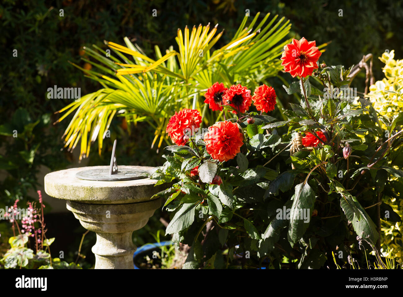 Dahlie Ellen Houston wächst in einem kleinen Innenhof-Garten mit Sonnenuhr Stockfoto