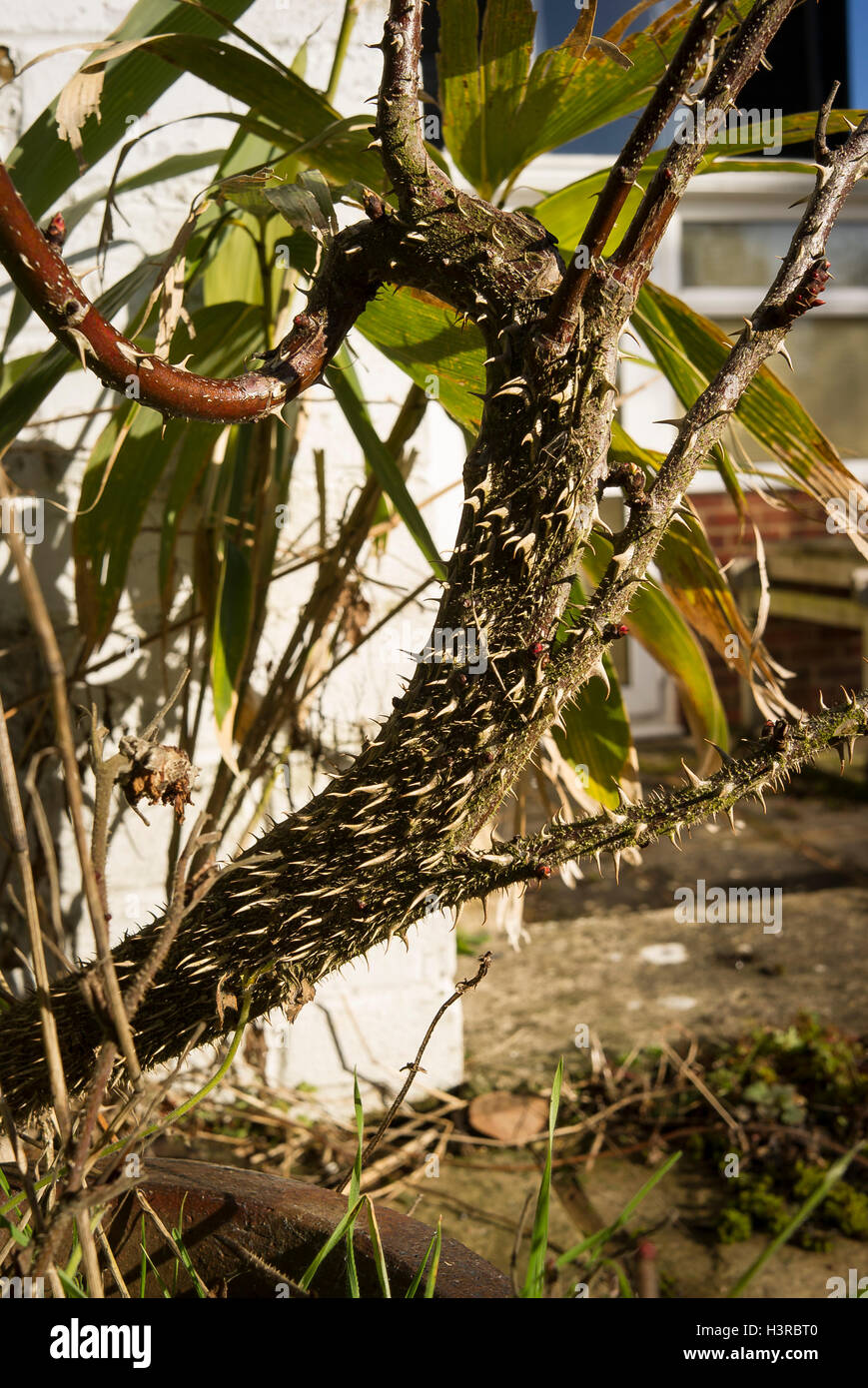 Eine alte unbenannte Rosenbusch mit feindlichen Dornen Stockfoto