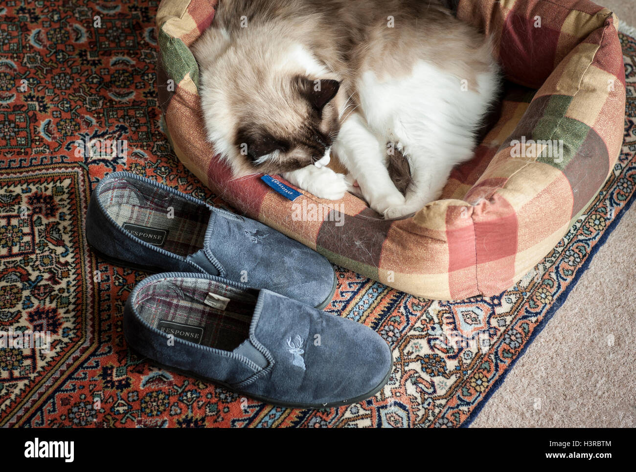 Ragdoll Katze schläft in einem Bett neben Besitzer Hausschuhe Stockfoto