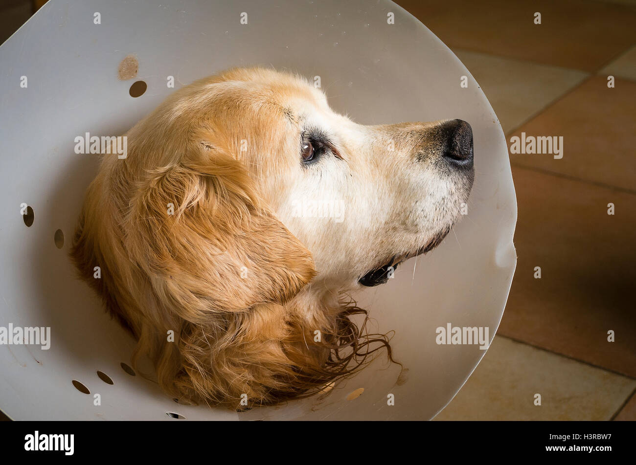 Hund trägt einen chirurgische Kragen nach einer abdominalen operation Stockfoto