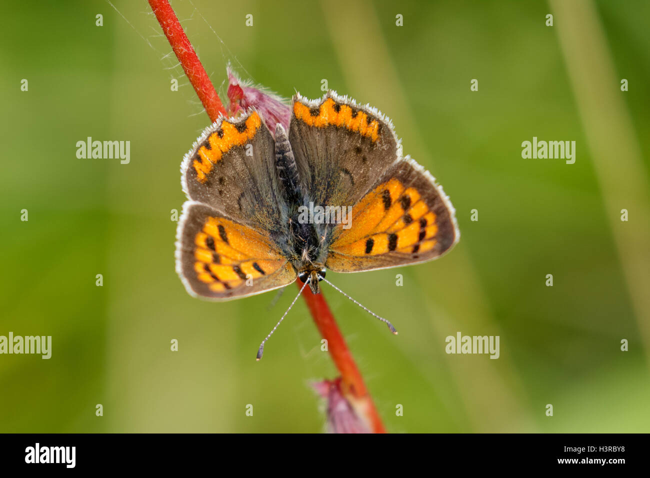 Kleine Kupfer Schmetterling (Lycaena Phlaeas) Stockfoto